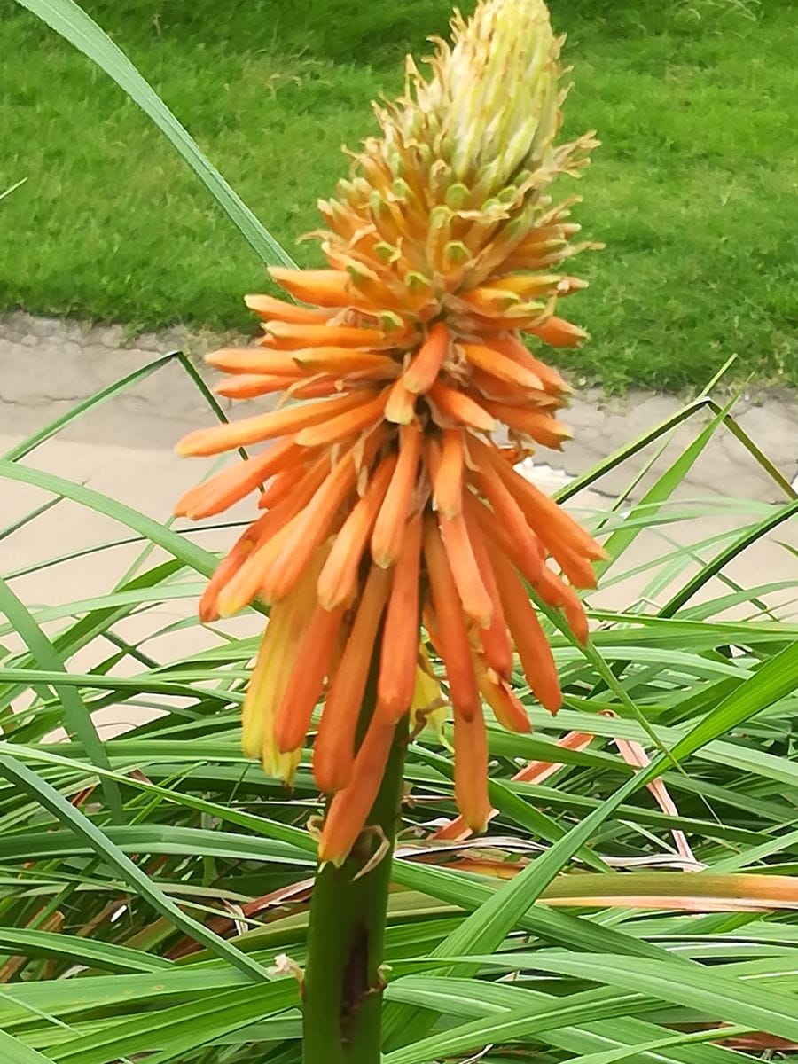 動物園の植物