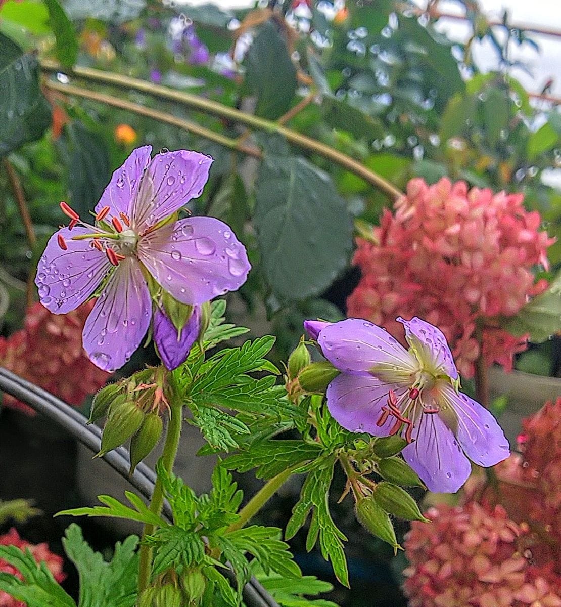 雨に咲く小花