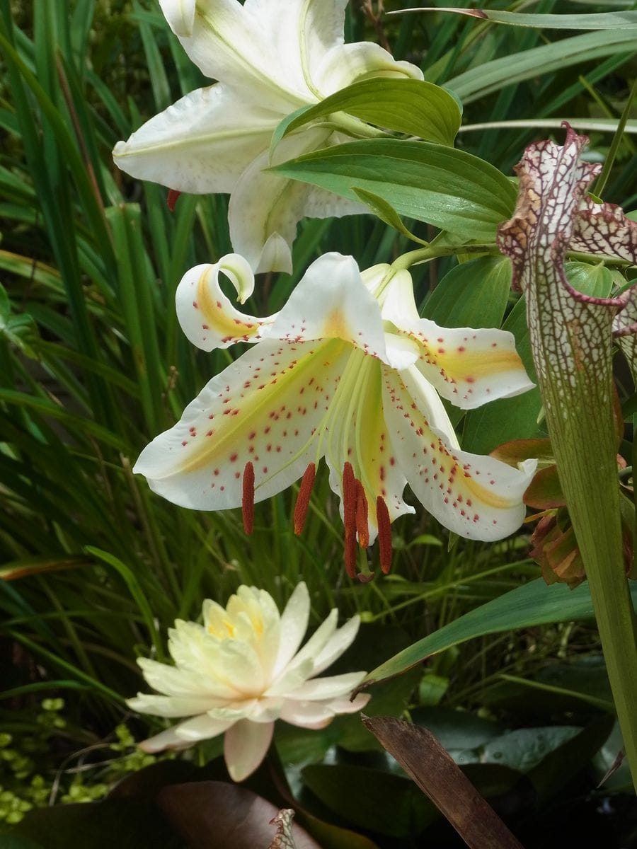 復活ヤマユリと夏の花