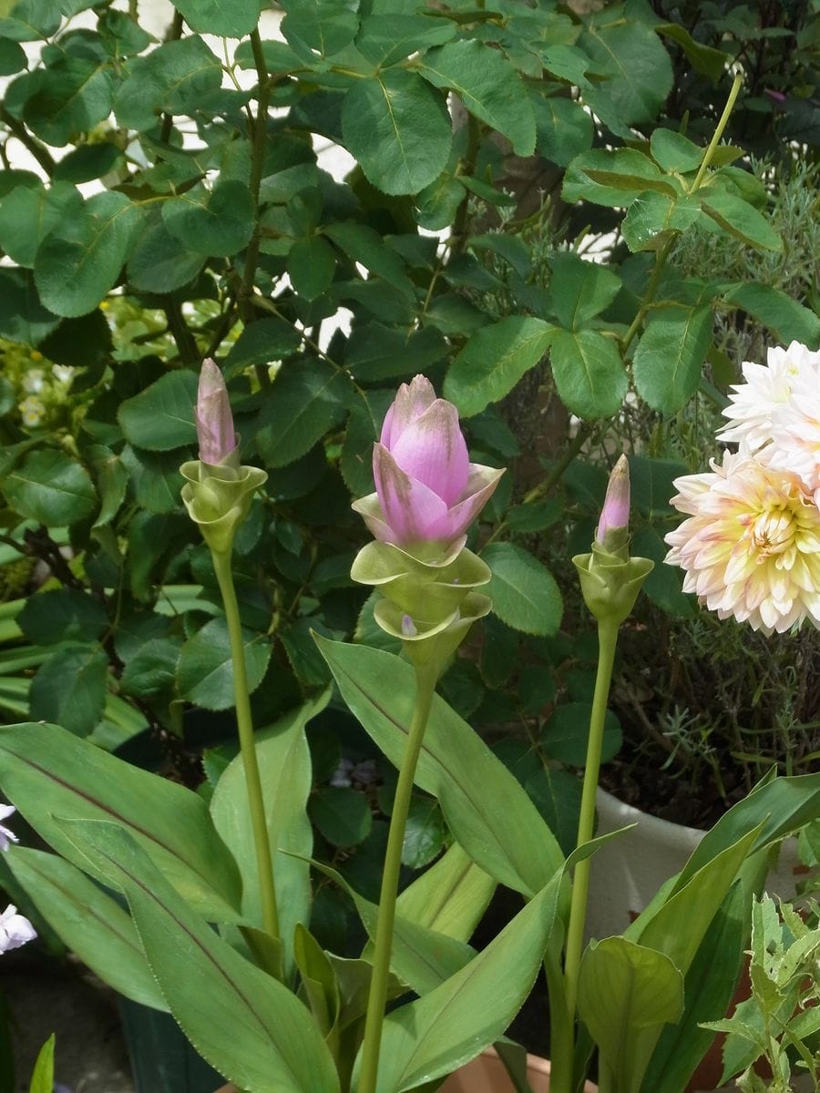 復活ヤマユリと夏の花