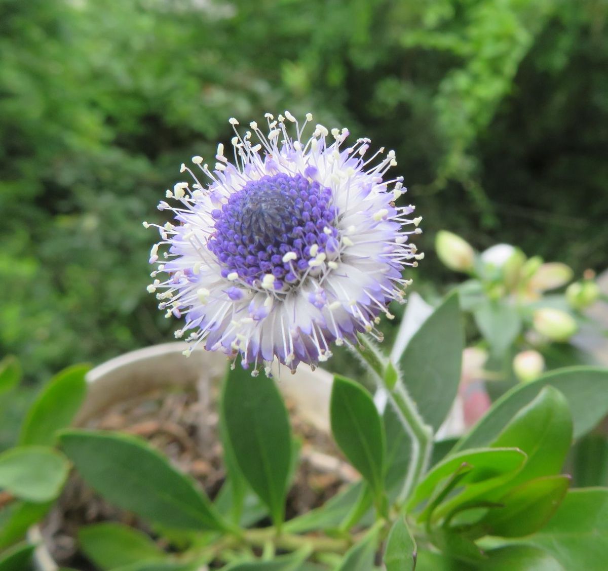 その他の花