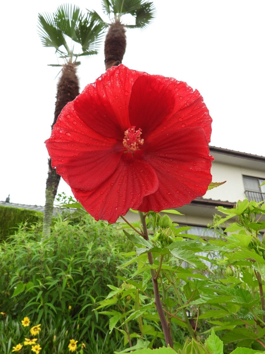 次はバルカン～。