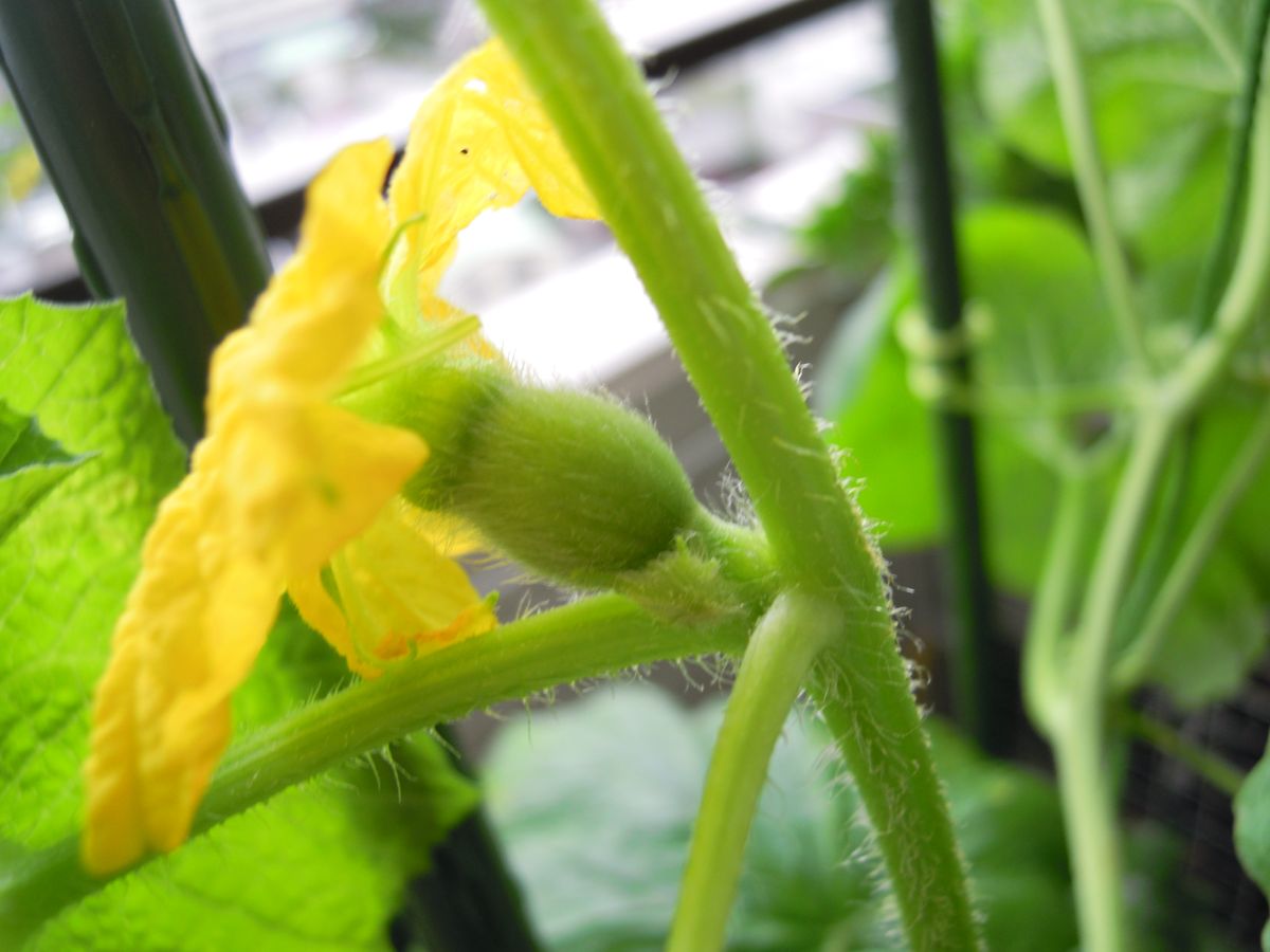 🍈可愛いメロン・・・受粉が出来ました