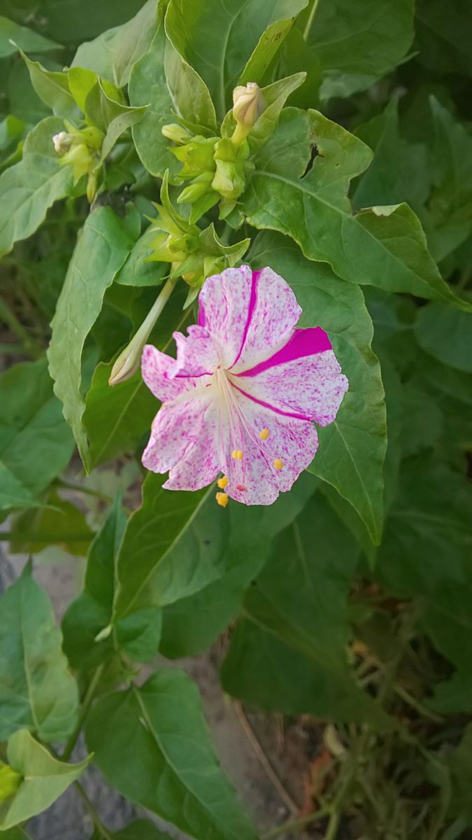 街路樹下のお花