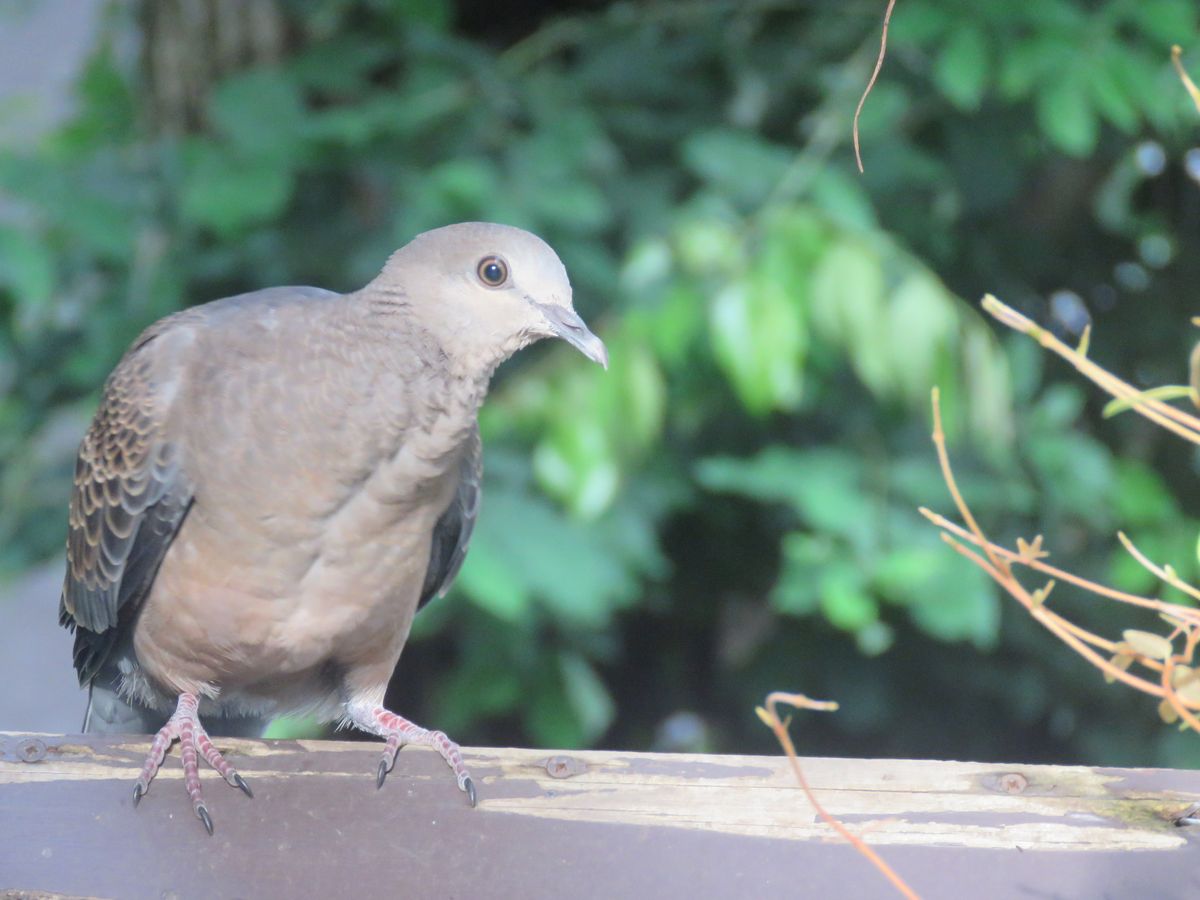 アジサイ・ビンテージカラーと幼鳥