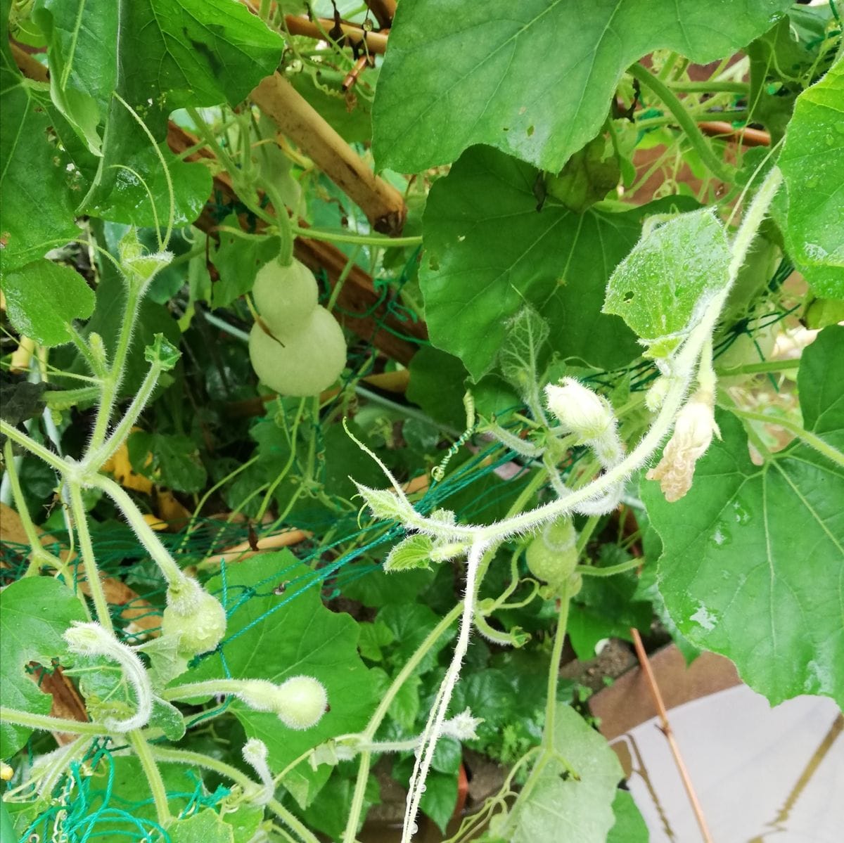 雨による畑冠水。里芋。瓢箪。セミ羽化。