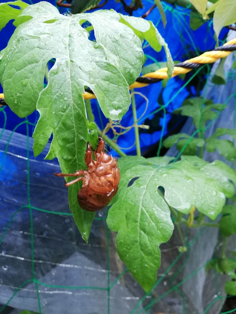 雨による畑冠水。里芋。瓢箪。セミ羽化。