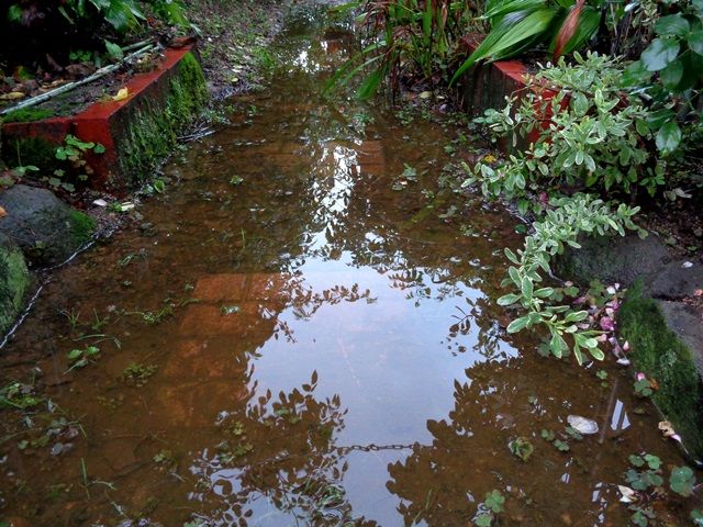 雨上がりのバラ①