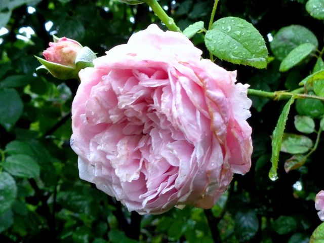 雨上がりのバラ②