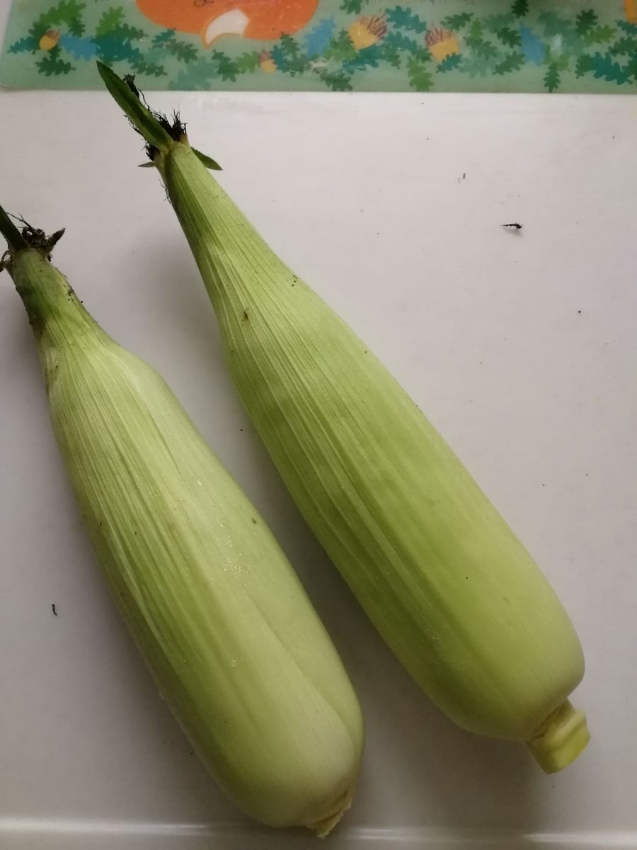 とうもろこしの収穫🌽