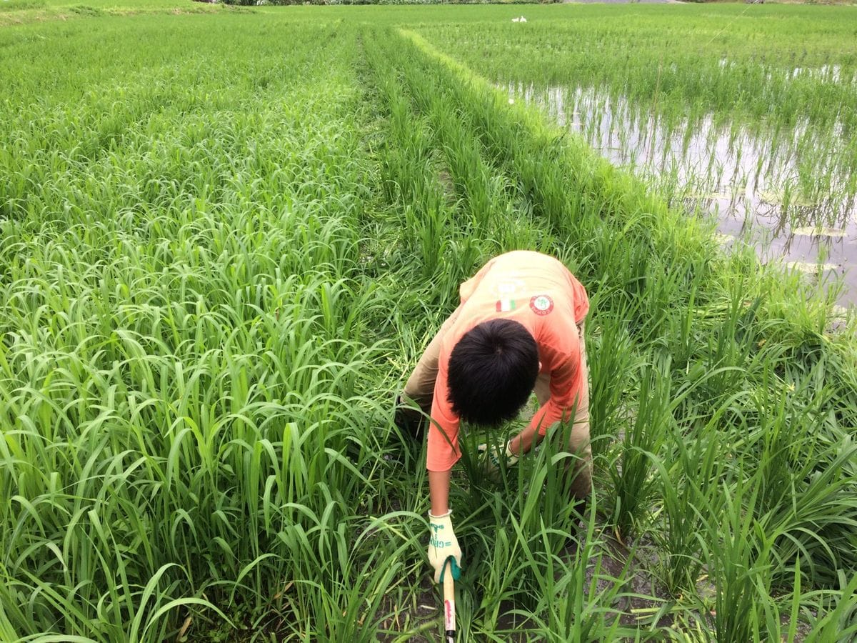 田んぼの草刈り