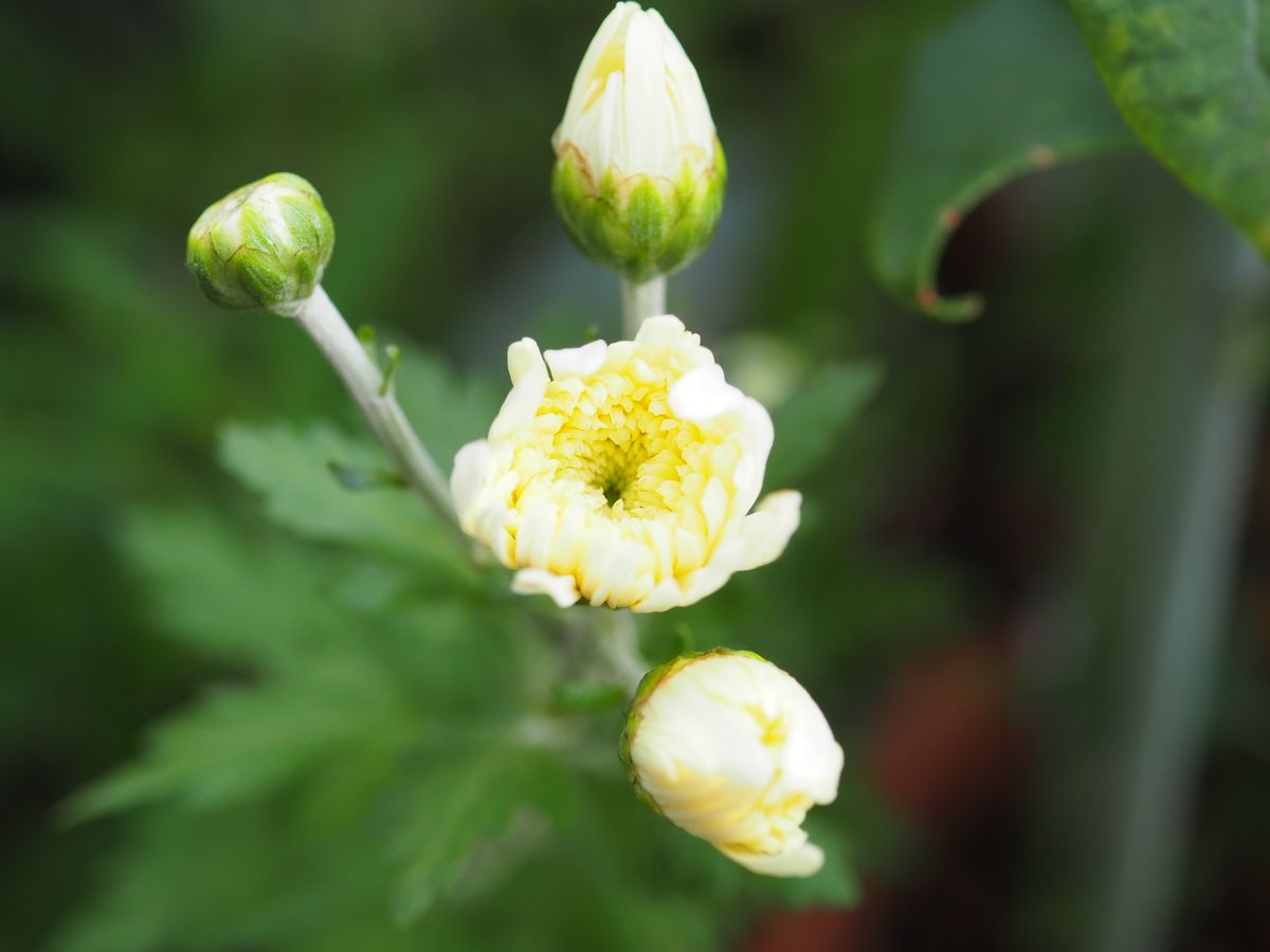 白い花、白い花