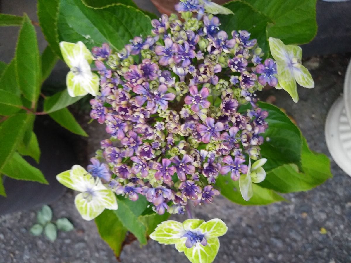 紫陽花また咲いた😲