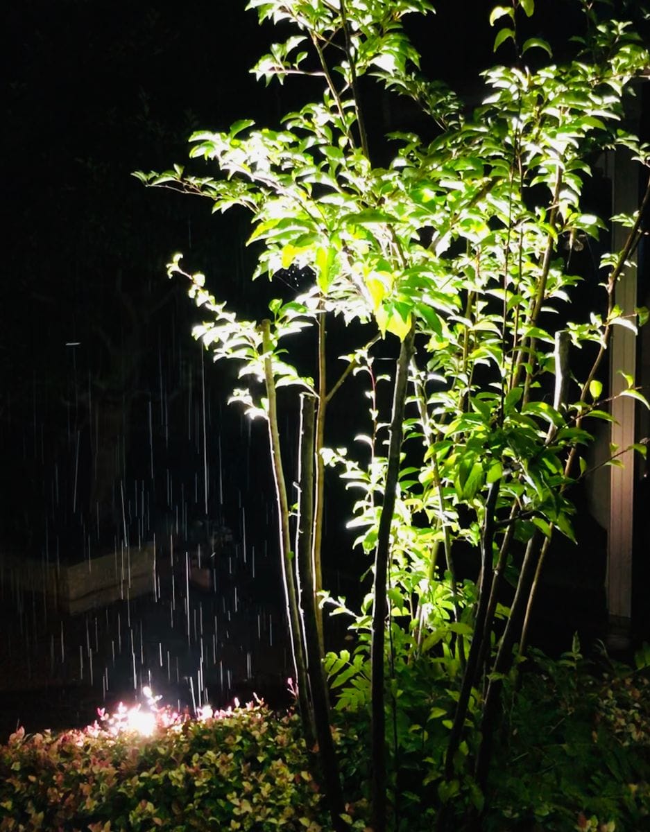 雨が降りつづく夜の庭