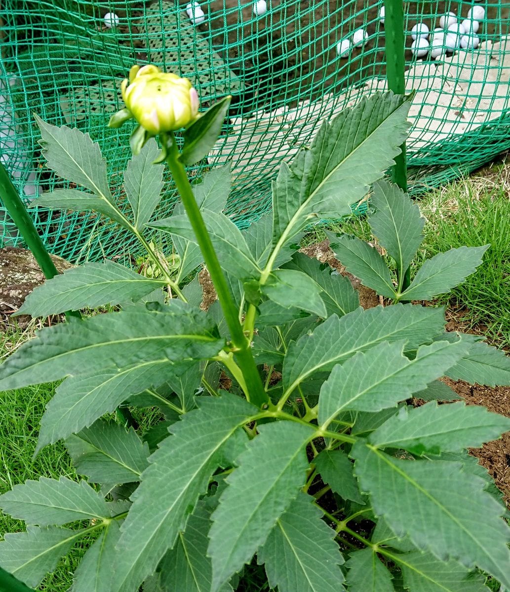 白いお花達💗