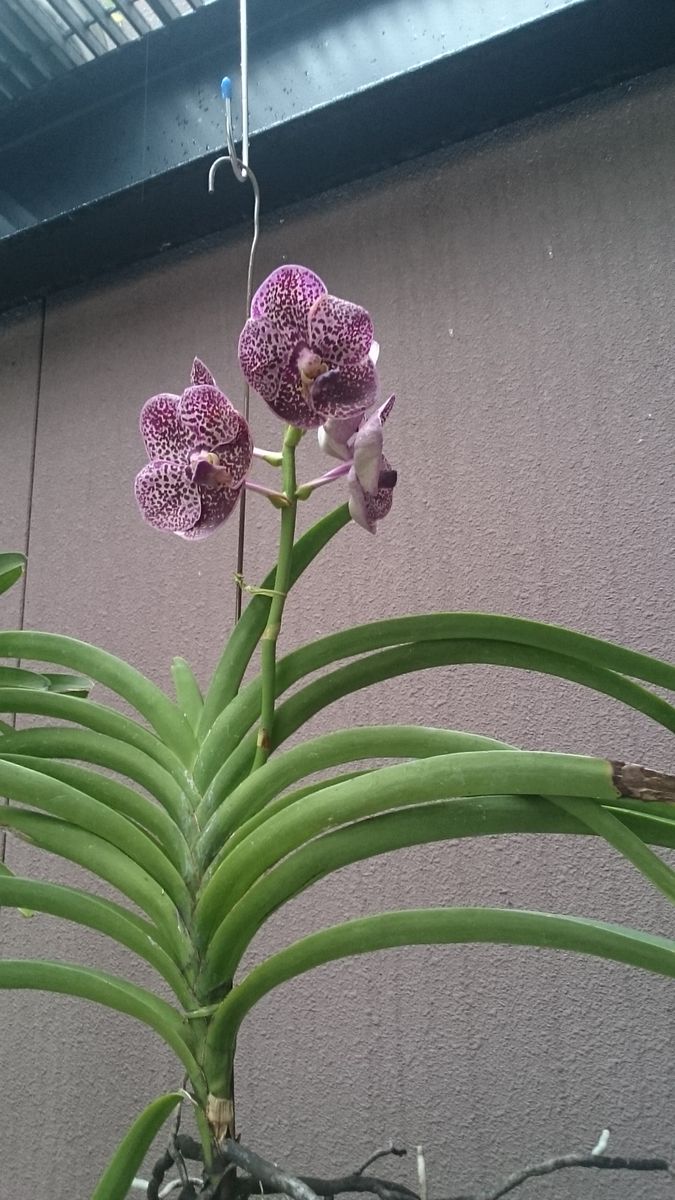 雨が続いています