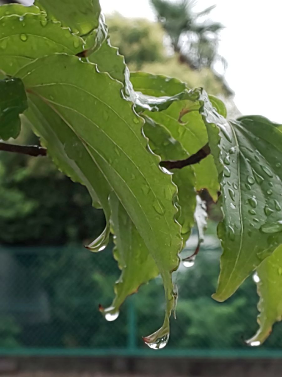 雨さん、どうかほどほどに願います❗️