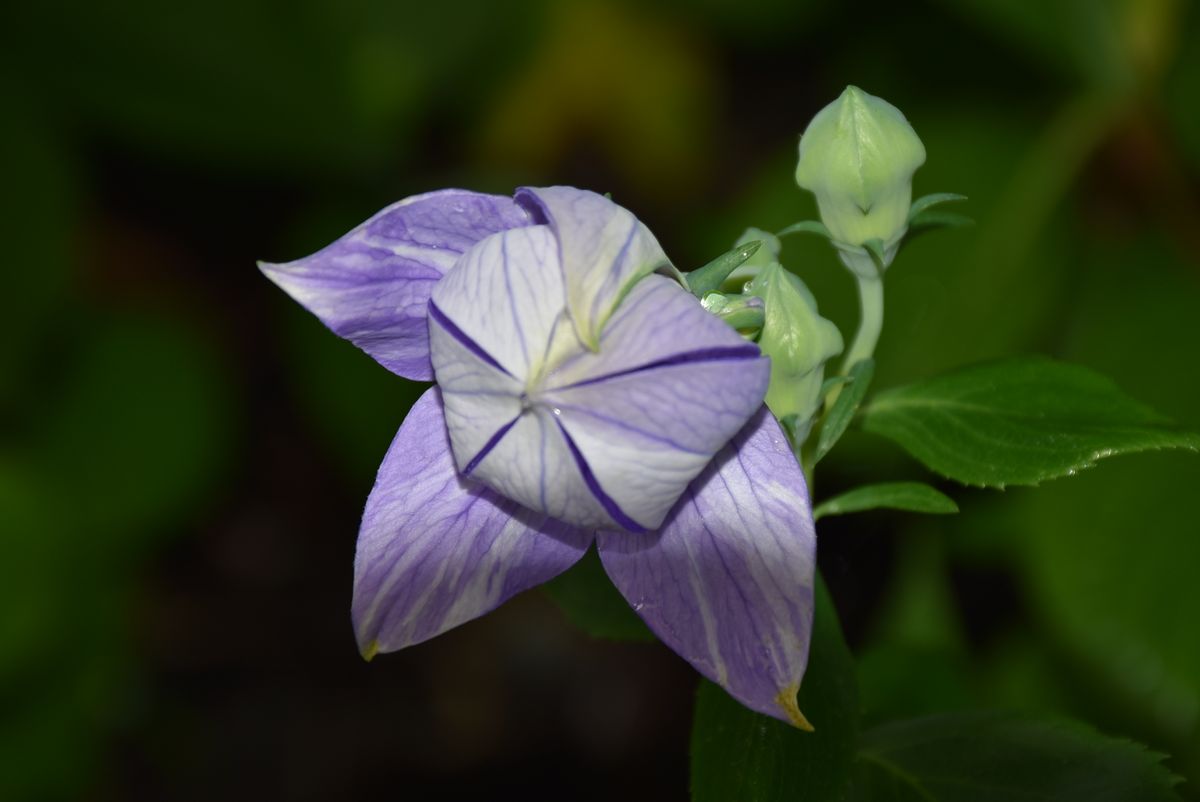 変化朝顔の種から第1号の花が咲きましたが、