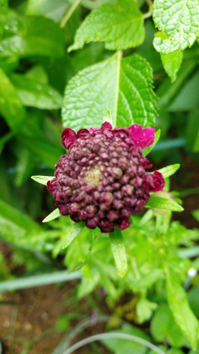 今日の花達