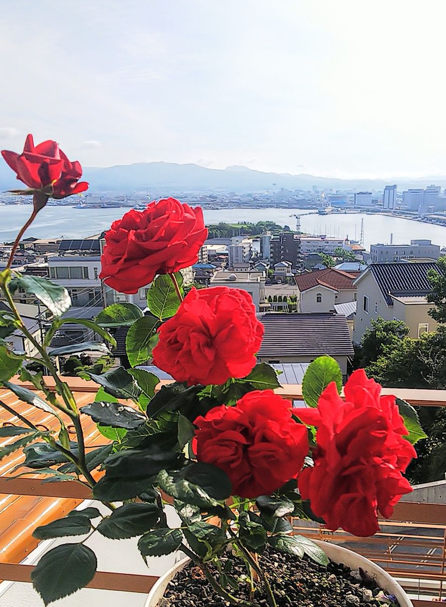 小さなサムライの株に10花咲きました🎵