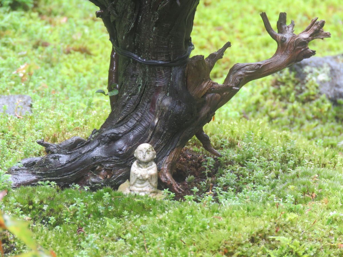 長雨の苔庭