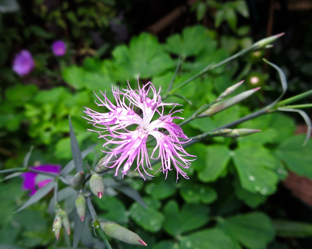 梅雨の華