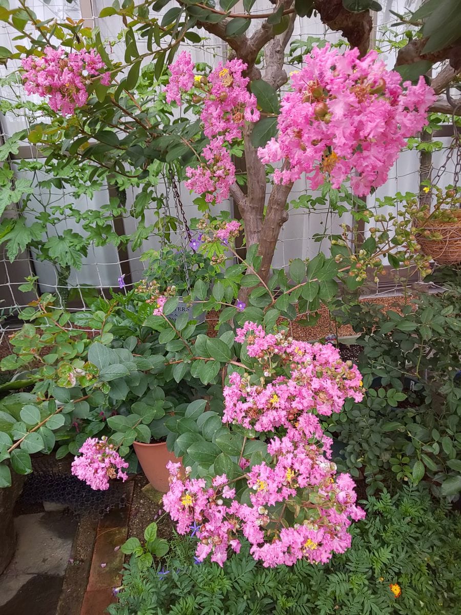 大雨の被害…