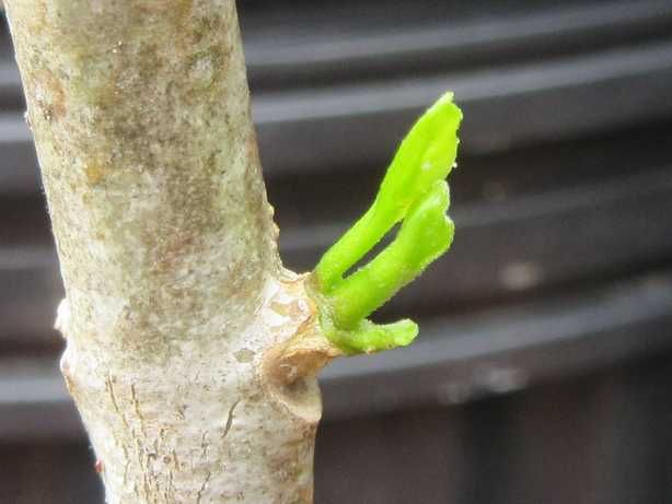 ホヤ植物たち