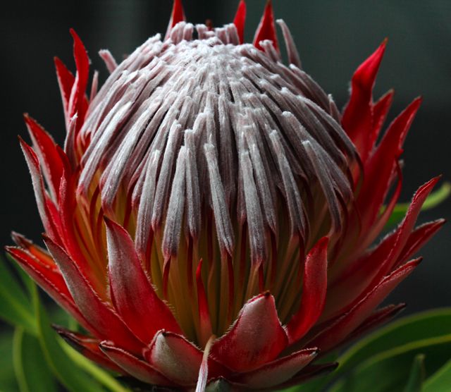 Protea cynaroides