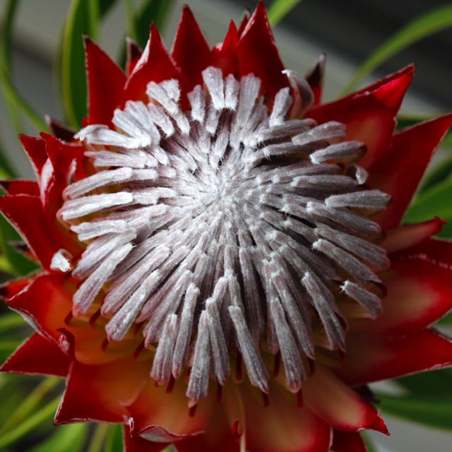 Protea cynaroides