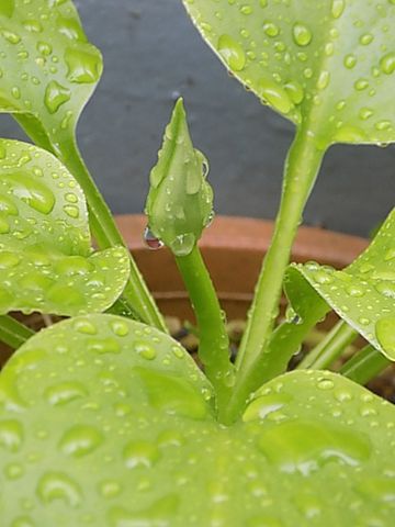 咲く花・散る花