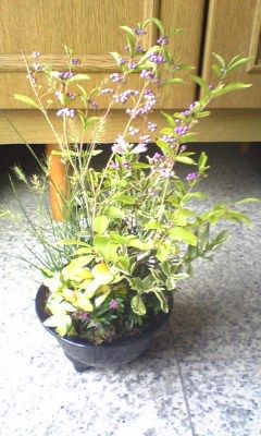 寄せ植え　難しいですね