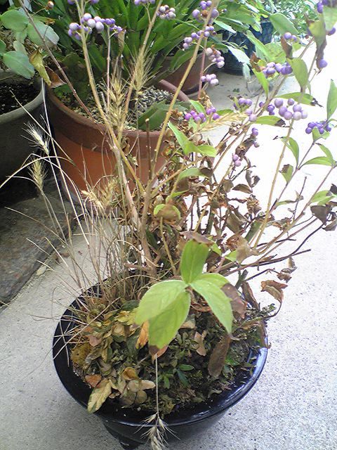 寄せ植え　難しいですね