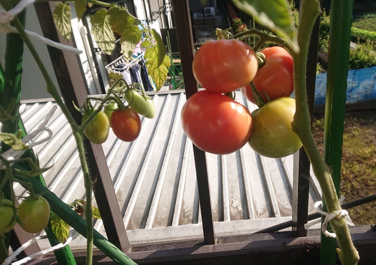 桃太郎🍅を育てる 2020年7月