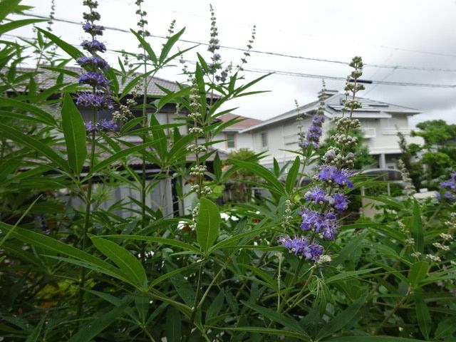 アジサイをドライフラワーに・・・。