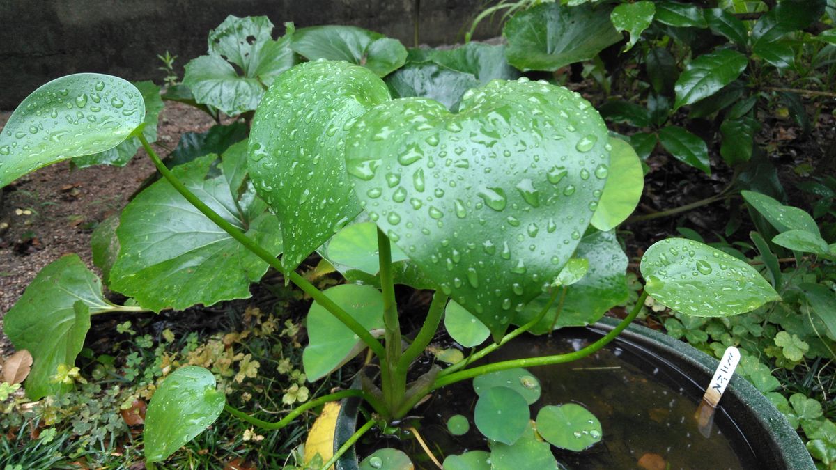 水生植物の様子