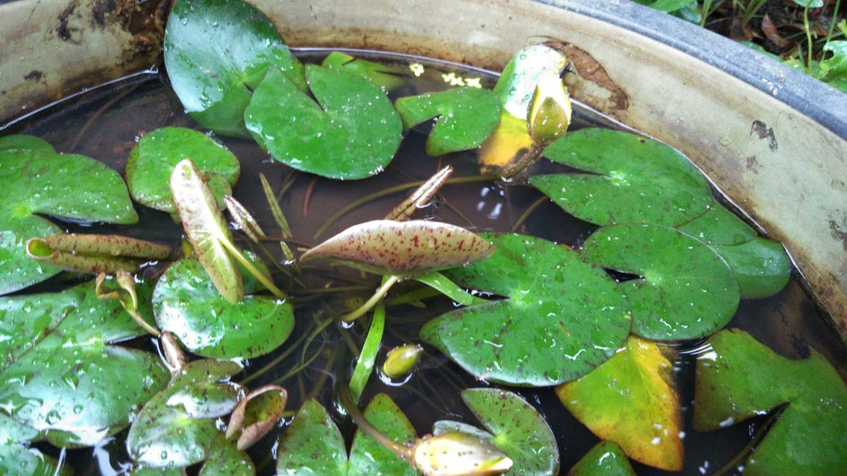 水生植物の様子