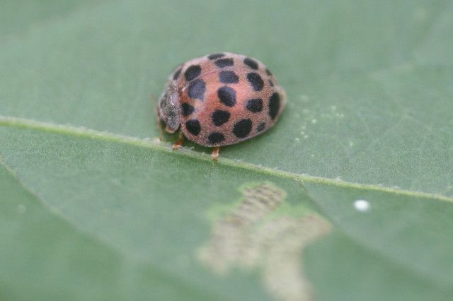 緑のオアシスー生態補償地-27：Q&Aのイヌホオズキの28ホシテントウ