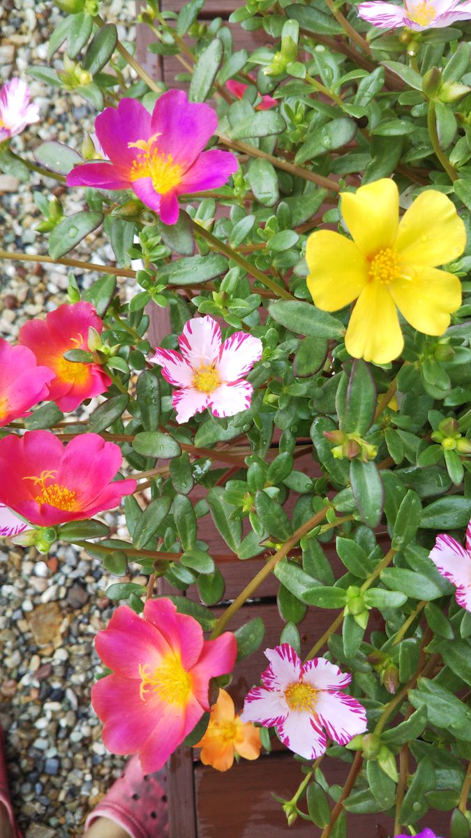 今日のお花たち7月10日