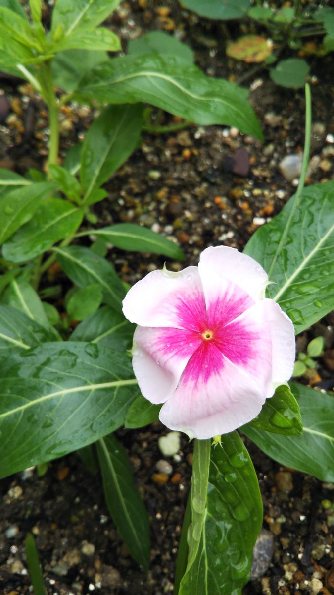 今日のお花たち7月10日