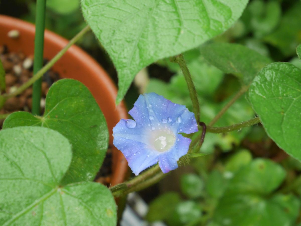 庭の花～オオボウシバナ、豪華に開花～