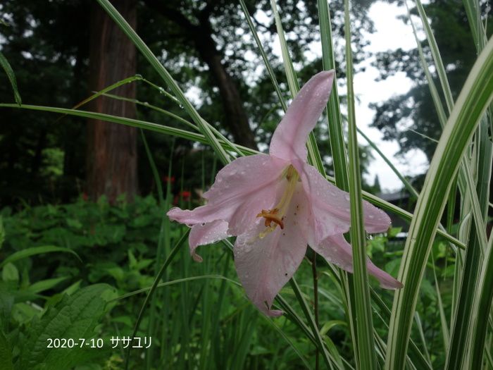 Natural　Garden　私の庭  7/10