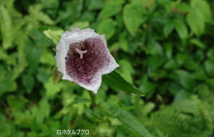 Natural　Garden　私の庭  7/10