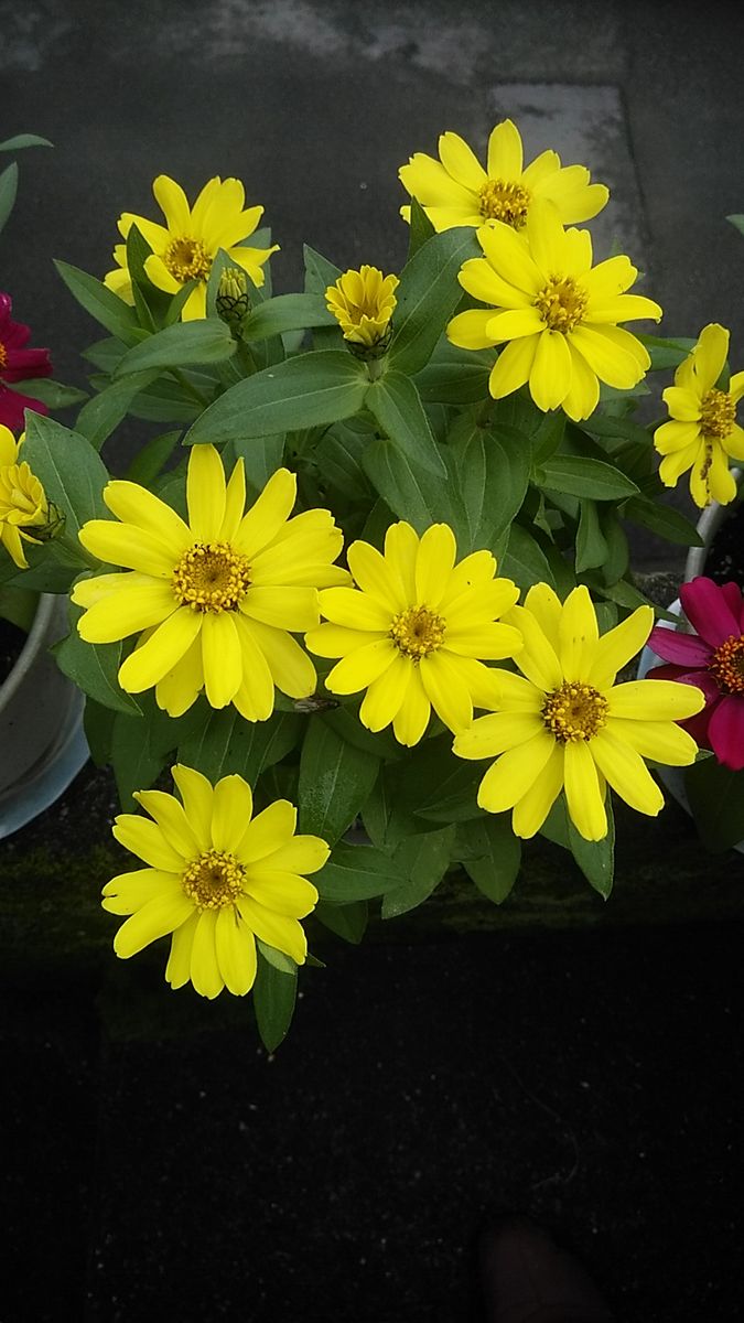 雨の中の花たち