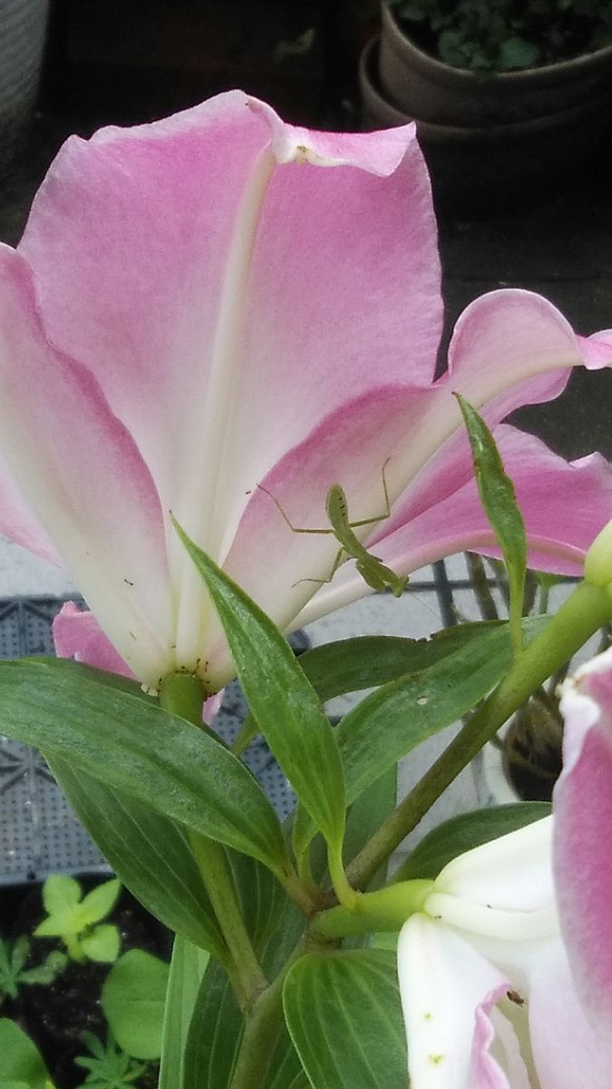 雨の中の花たち