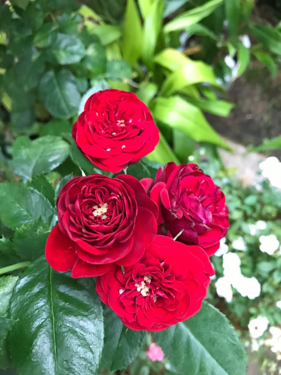 雨の中耐える花🌸