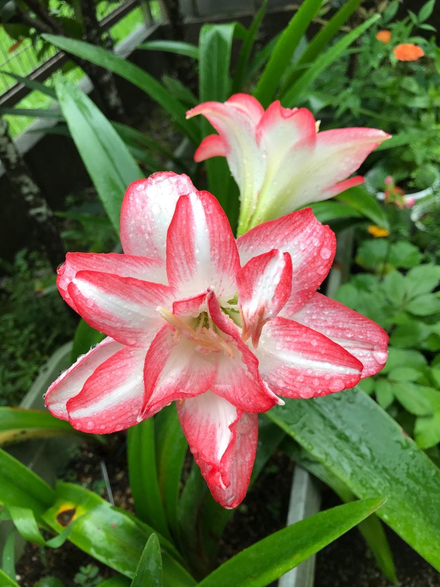 雨の中耐える花🌸