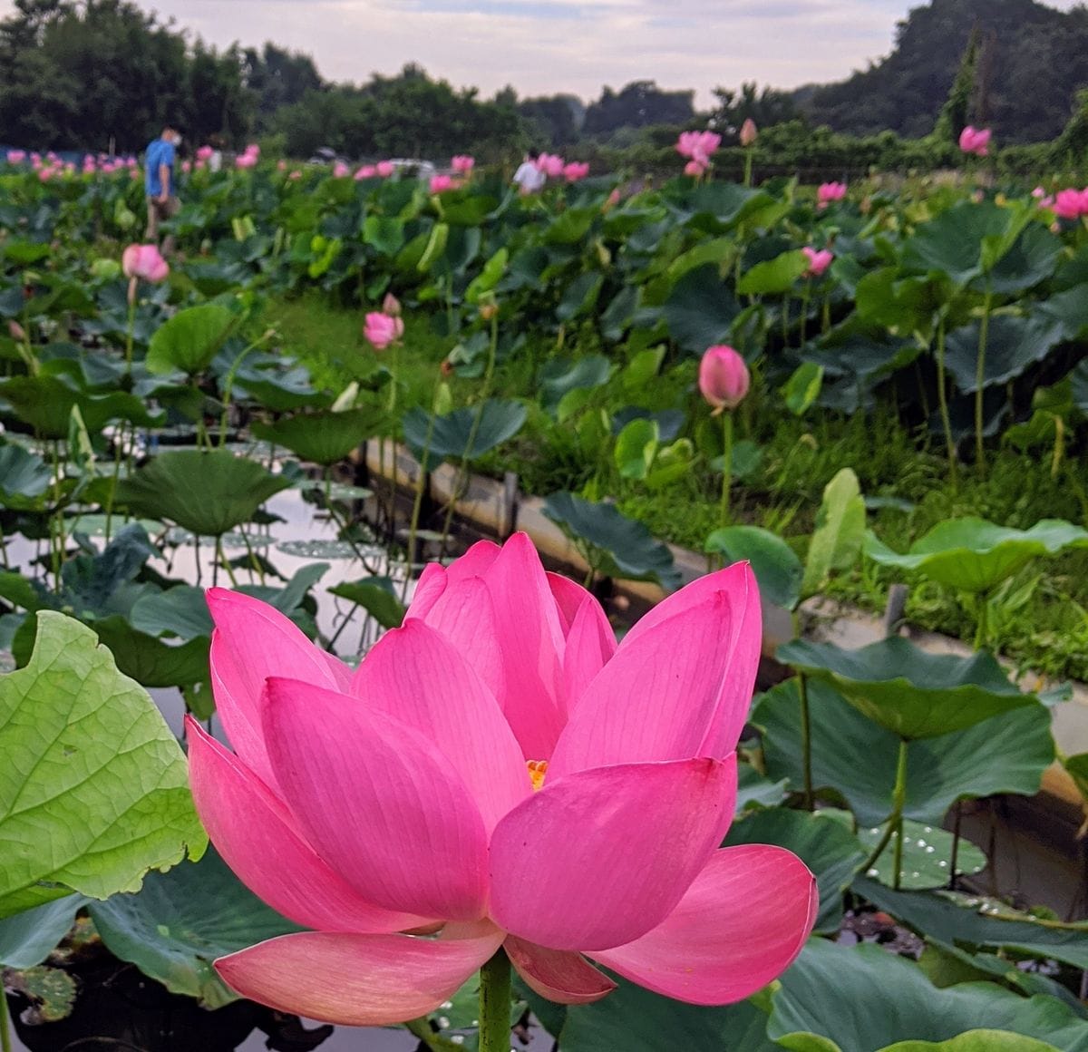 原市沼の古代蓮