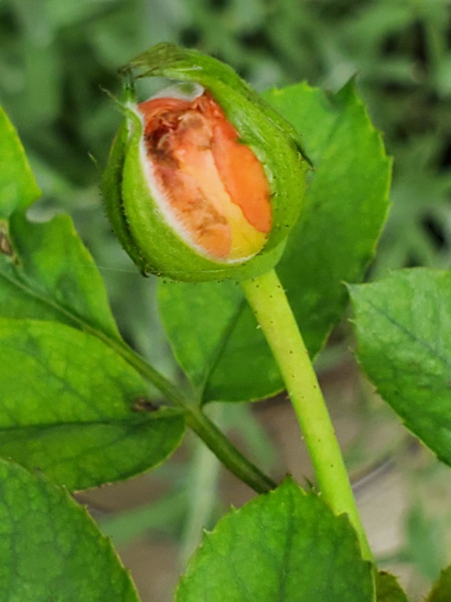 🌹咲かせる⁉️咲かせない⁉️🤔