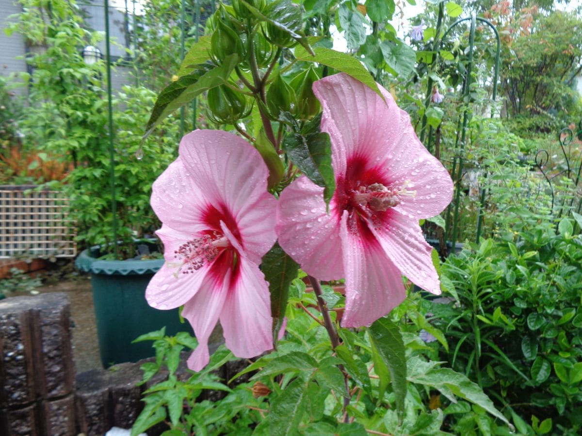 雨の中の初花たち